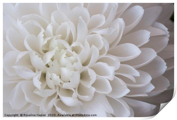 White chrystanthemum petals Print by Rosaline Napier