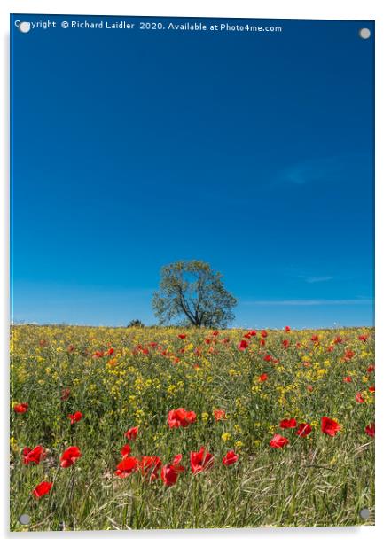 Field Poppies and Oilseed Rape Acrylic by Richard Laidler