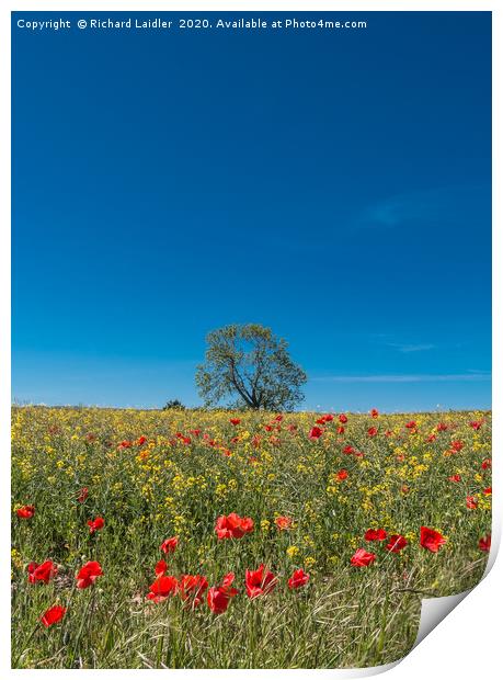 Field Poppies and Oilseed Rape Print by Richard Laidler