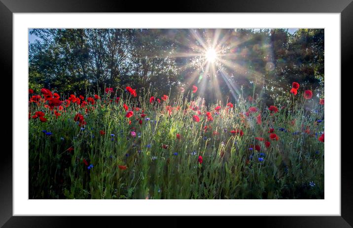 Wild Poppy Meadow  Framed Mounted Print by Kelly Bailey