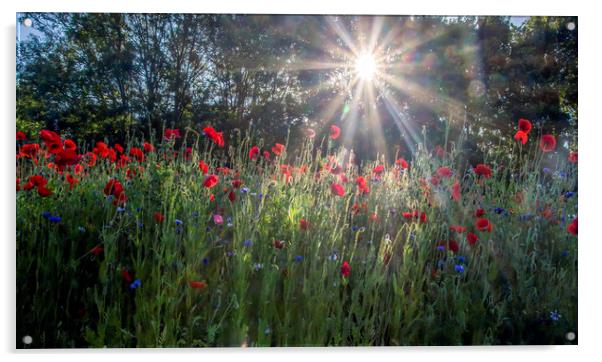 Wild Poppy Meadow  Acrylic by Kelly Bailey