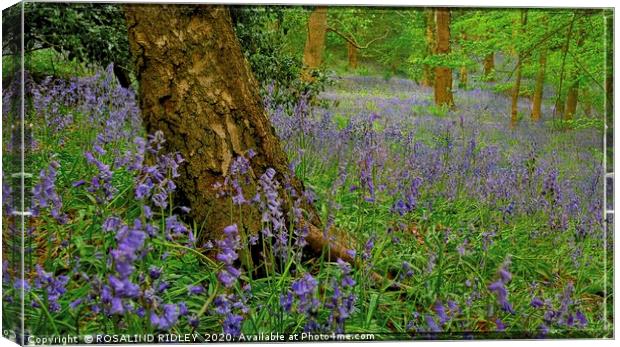 "Bluebells Forever" Canvas Print by ROS RIDLEY