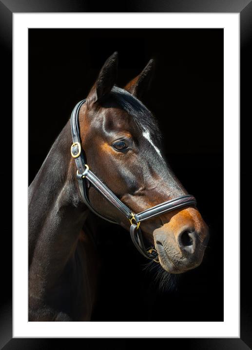Dark Bay horse Framed Mounted Print by Andrew Kearton