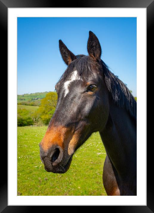 Bay horse in spring sunshine Framed Mounted Print by Andrew Kearton
