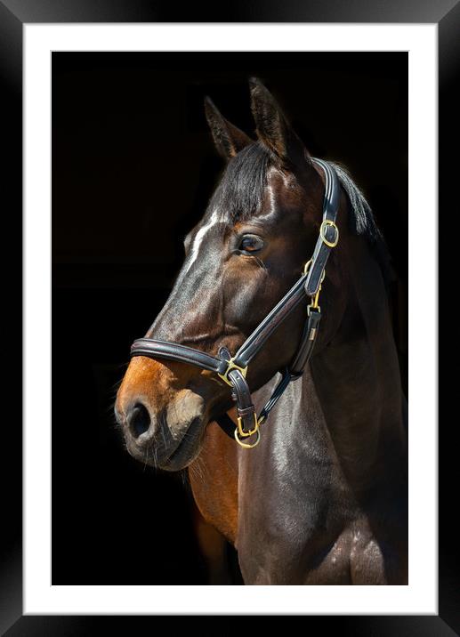 Dark Bay Horse Framed Mounted Print by Andrew Kearton