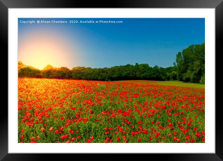 Sunset Poppies Framed Mounted Print by Alison Chambers