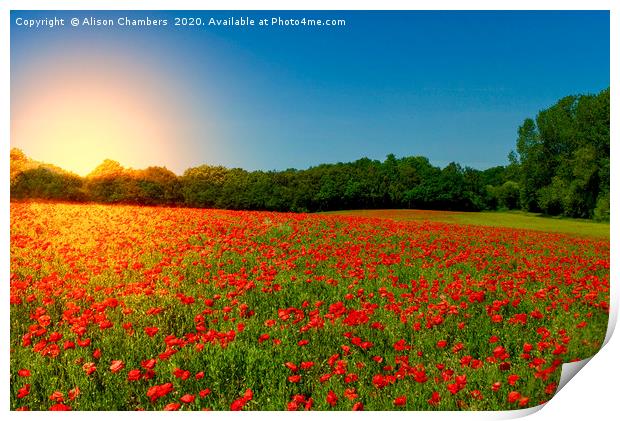 Sunset Poppies Print by Alison Chambers