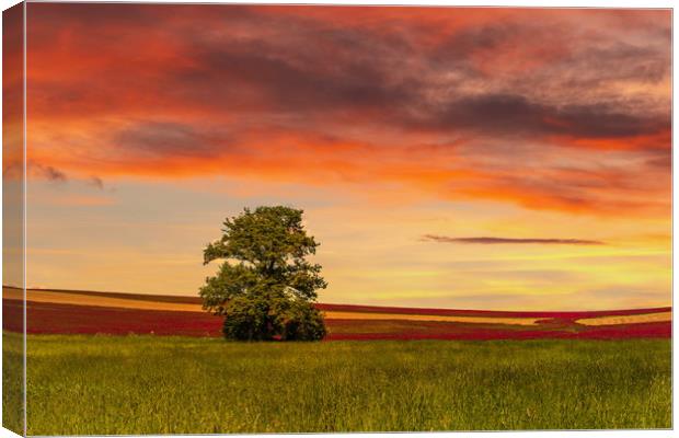 Clover field and sunset sky. Rural landscape. Czec Canvas Print by Sergey Fedoskin