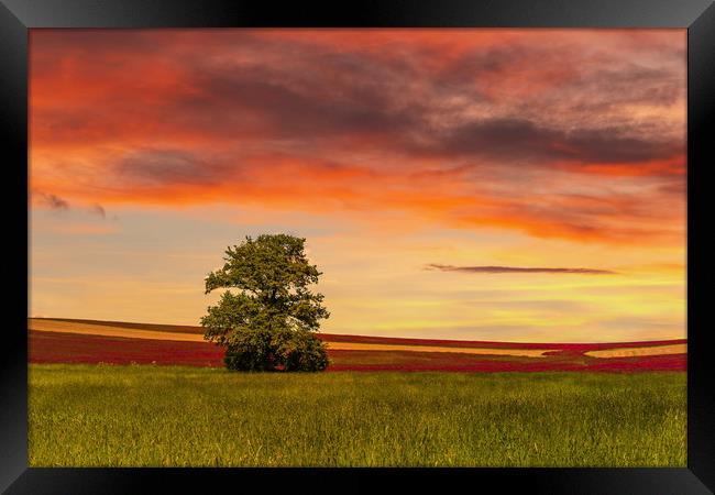 Clover field and sunset sky. Rural landscape. Czec Framed Print by Sergey Fedoskin
