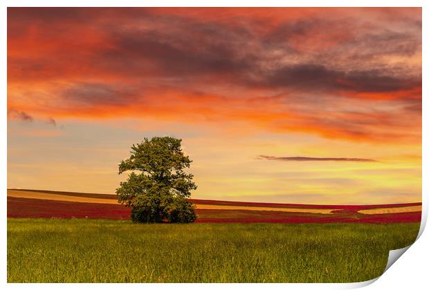 Clover field and sunset sky. Rural landscape. Czec Print by Sergey Fedoskin