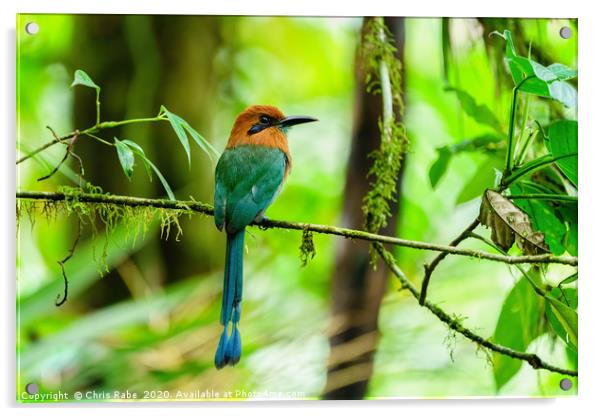 Broad-billed Motmot in dense jungle Acrylic by Chris Rabe