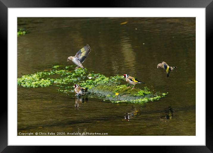 European Goldfinch bathing in a small river Framed Mounted Print by Chris Rabe