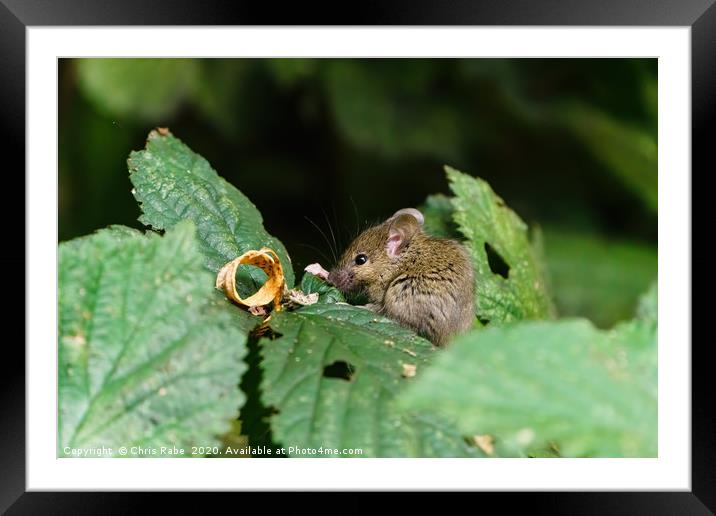 Wild House Mouse sitting on a leaf Framed Mounted Print by Chris Rabe