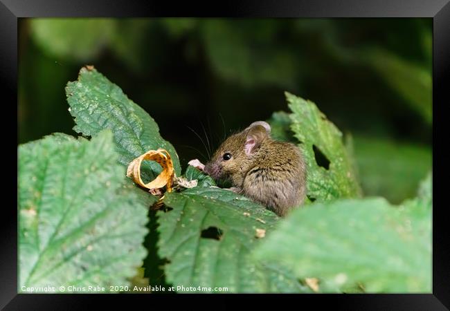 Wild House Mouse sitting on a leaf Framed Print by Chris Rabe