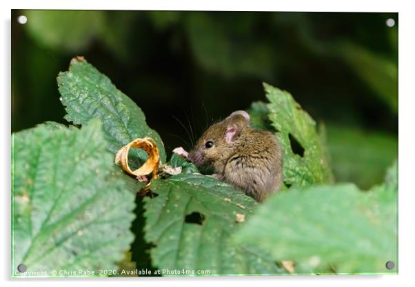 Wild House Mouse sitting on a leaf Acrylic by Chris Rabe