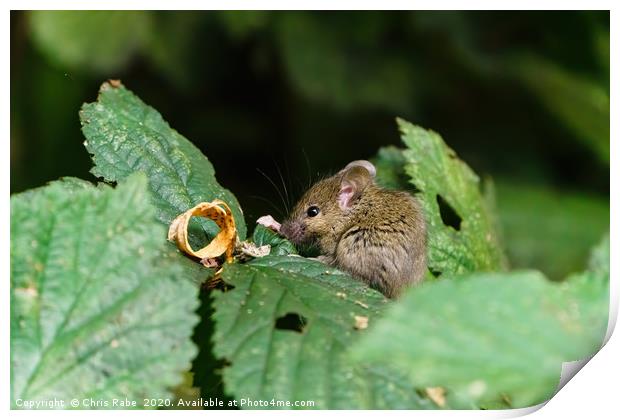 Wild House Mouse sitting on a leaf Print by Chris Rabe