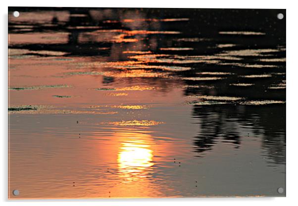 The Sun's Reflection Acrylic by kelly Draper