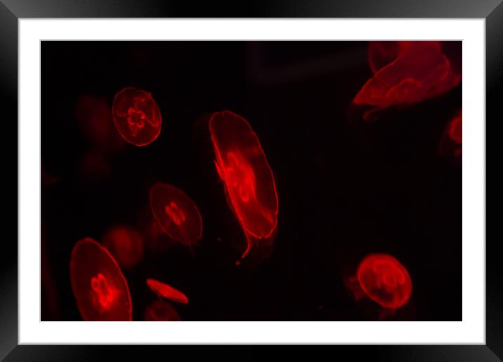 Red Jelly Fish Framed Mounted Print by Christopher Stores