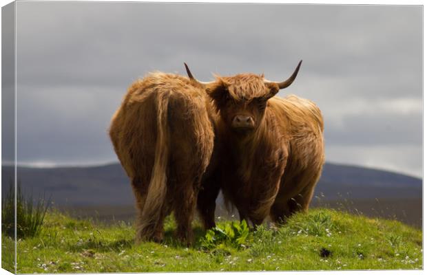 Pair of Highland Cows on a Scottish Mountain. Canvas Print by Christopher Stores