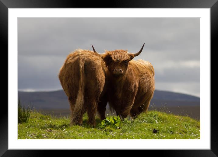 Pair of Highland Cows on a Scottish Mountain. Framed Mounted Print by Christopher Stores