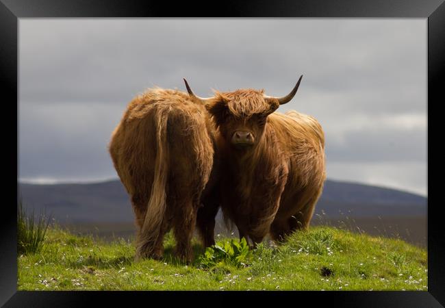 Pair of Highland Cows on a Scottish Mountain. Framed Print by Christopher Stores