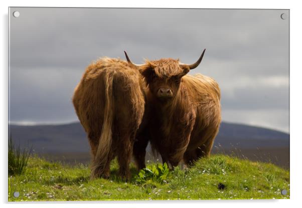 Pair of Highland Cows on a Scottish Mountain. Acrylic by Christopher Stores