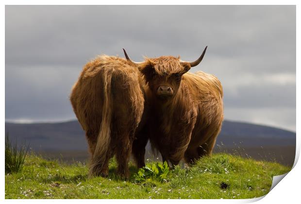 Pair of Highland Cows on a Scottish Mountain. Print by Christopher Stores