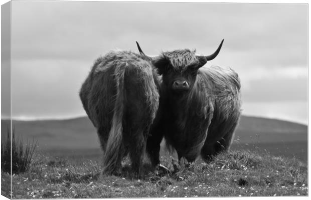 Black and White Highland Cow Canvas Print by Christopher Stores