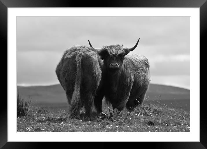 Black and White Highland Cow Framed Mounted Print by Christopher Stores