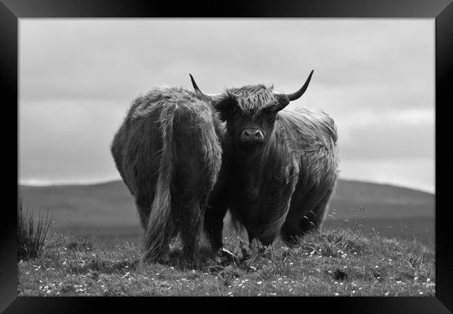 Black and White Highland Cow Framed Print by Christopher Stores