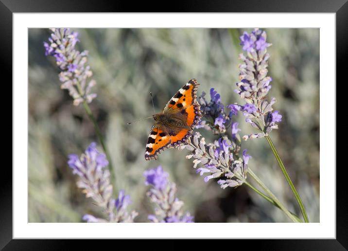 Red Admiral Butterfly on lavender  Framed Mounted Print by Christopher Stores
