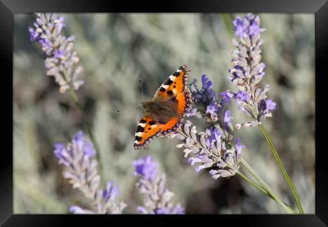 Red Admiral Butterfly on lavender  Framed Print by Christopher Stores