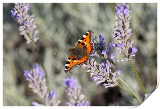 Red Admiral Butterfly on lavender  Print by Christopher Stores