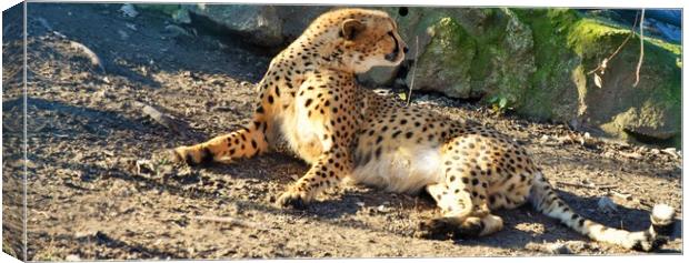 Cheetah (Acinonyx jubatus) lying on the ground Canvas Print by M. J. Photography