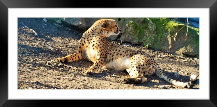 Cheetah (Acinonyx jubatus) lying on the ground Framed Mounted Print by M. J. Photography