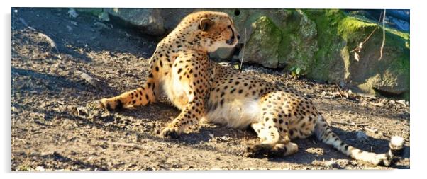 Cheetah (Acinonyx jubatus) lying on the ground Acrylic by M. J. Photography