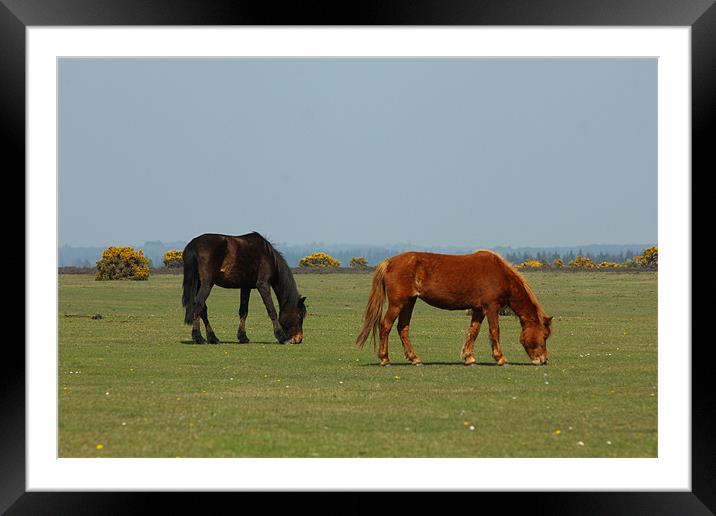 New Forest Pony's Framed Mounted Print by kelly Draper