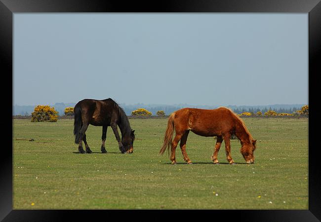 New Forest Pony's Framed Print by kelly Draper