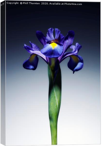 A single beautiful blue Iris flower. Canvas Print by Phill Thornton