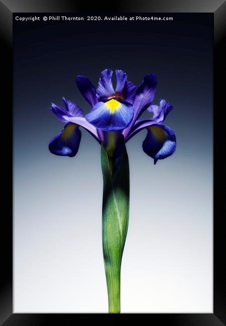 A single beautiful blue Iris flower. Framed Print by Phill Thornton