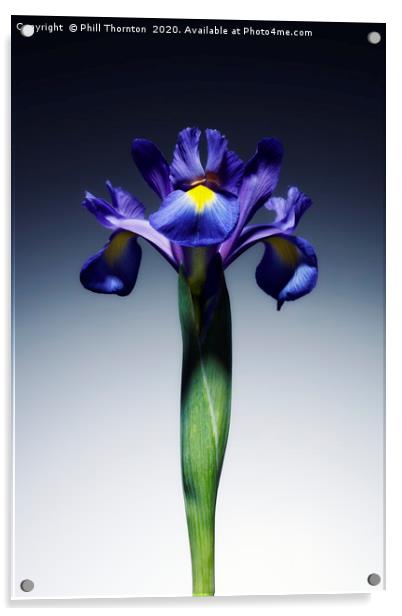 A single beautiful blue Iris flower. Acrylic by Phill Thornton