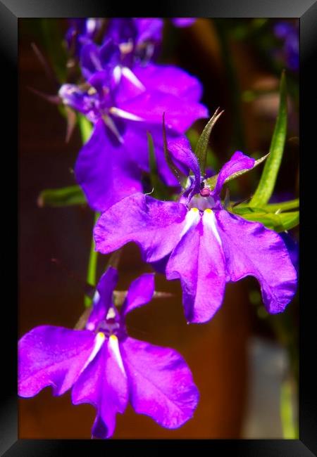 Blue Lobelia Erinus Flower Blossoms Framed Print by Rob Cole