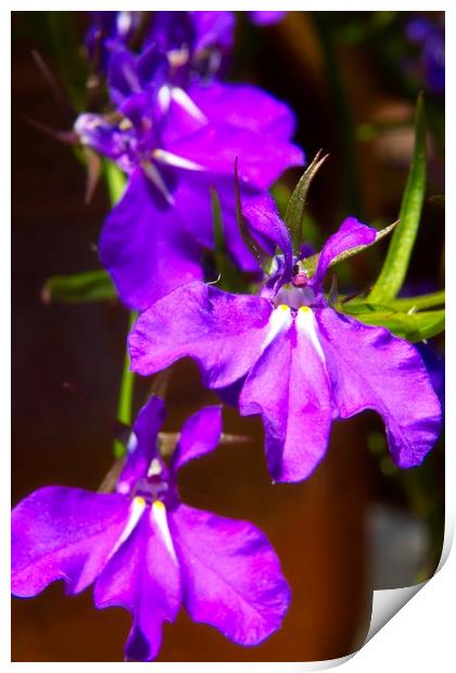 Blue Lobelia Erinus Flower Blossoms Print by Rob Cole