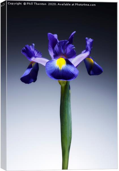 A single beautiful blue Iris flower. No.2 Canvas Print by Phill Thornton
