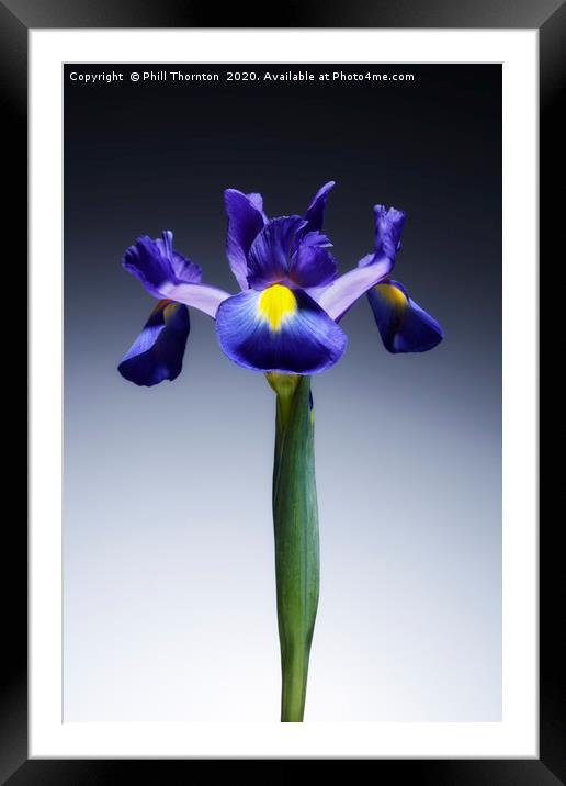 A single beautiful blue Iris flower. No.2 Framed Mounted Print by Phill Thornton