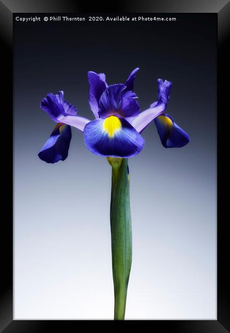 A single beautiful blue Iris flower. No.2 Framed Print by Phill Thornton
