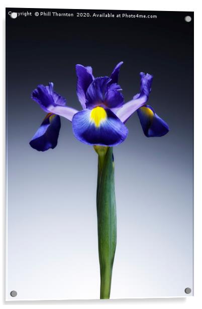 A single beautiful blue Iris flower. No.2 Acrylic by Phill Thornton