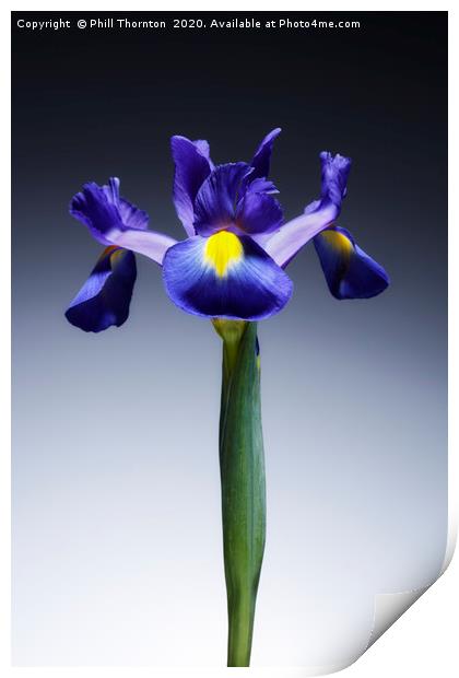 A single beautiful blue Iris flower. No.2 Print by Phill Thornton