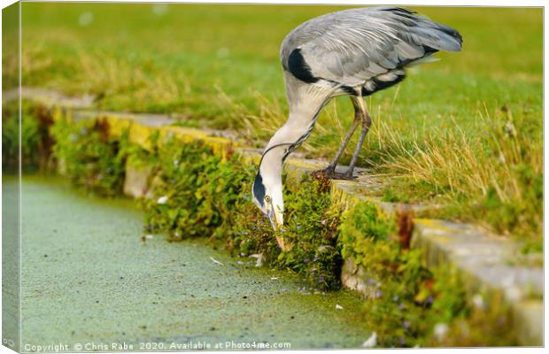 Grey Heron searching for food Canvas Print by Chris Rabe