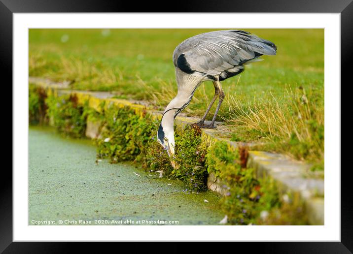 Grey Heron searching for food Framed Mounted Print by Chris Rabe
